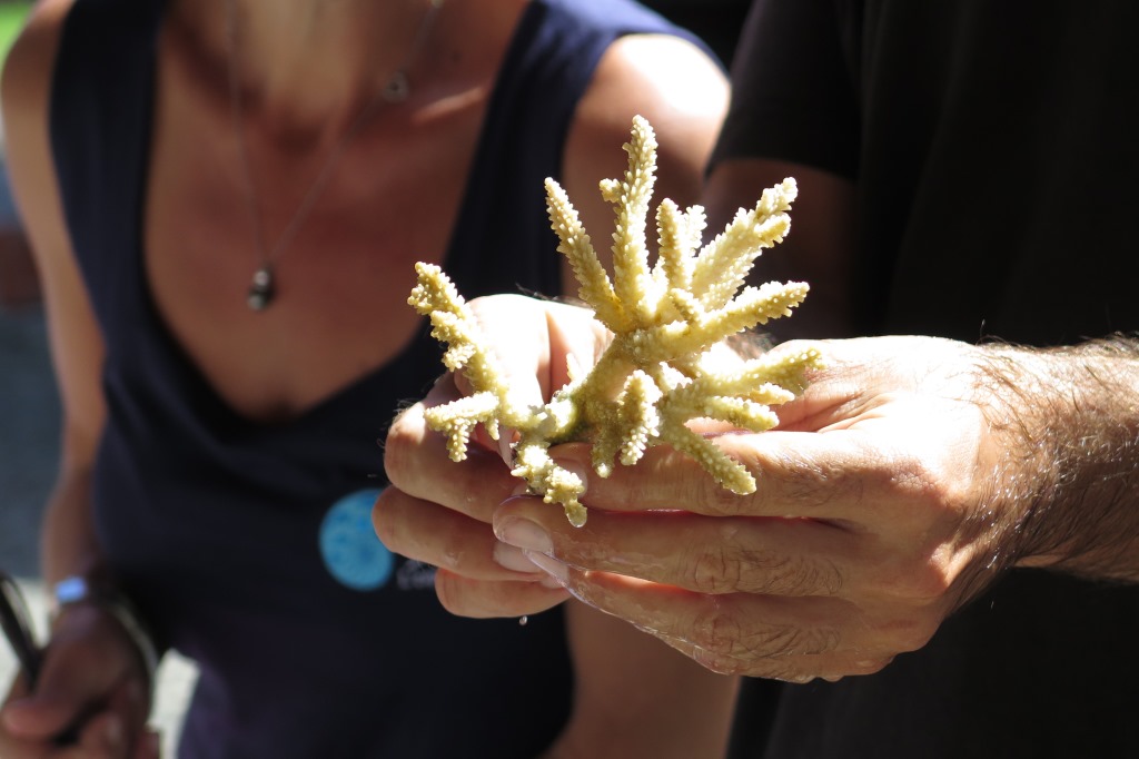 Un fragment d'Acropora utilisé pour le bouturage