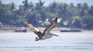 Un pélican "perdu" fait des heureux aux Philippines