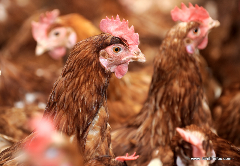                                                                                                                                                                            Nouvelle suspicion de salmonellose dans un élevage de poules pondeuses à Papara