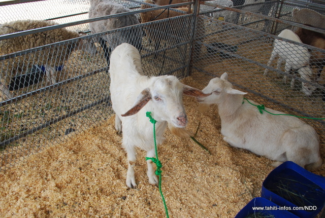 Les éleveurs seront de la partie.