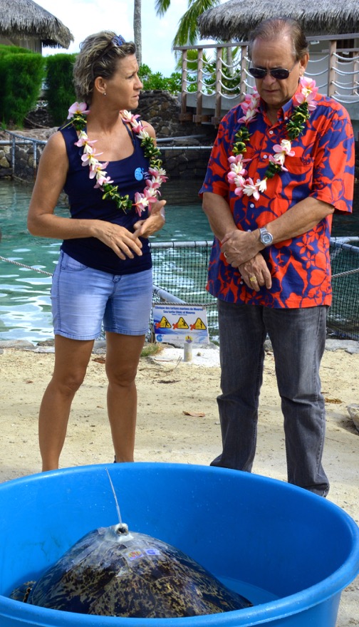 La tortue verte Apetahi retrouve la mer