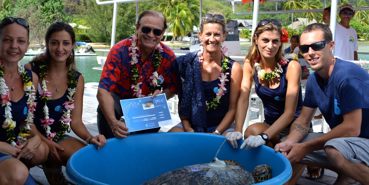 La tortue verte Apetahi retrouve la mer
