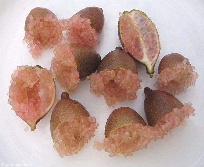 A la Foire agricole, une grande nouveauté : le citron caviar