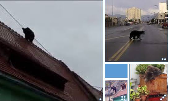 Roumanie: un ours se promène en centre-ville avant d'être abattu