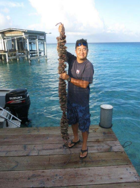 Chin-Long Ky, chercheur en génétique à l’Ifremer, portant des huîtres perlières issues de sélection génétique fixées sur des collecteurs @Ifremer / Chin-Long Ky