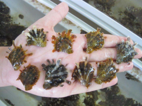 Juvéniles d’écloserie de Pinctada Maragaritifera de lignées de couleurs différentes @Ifremer / Chin-Long Ky