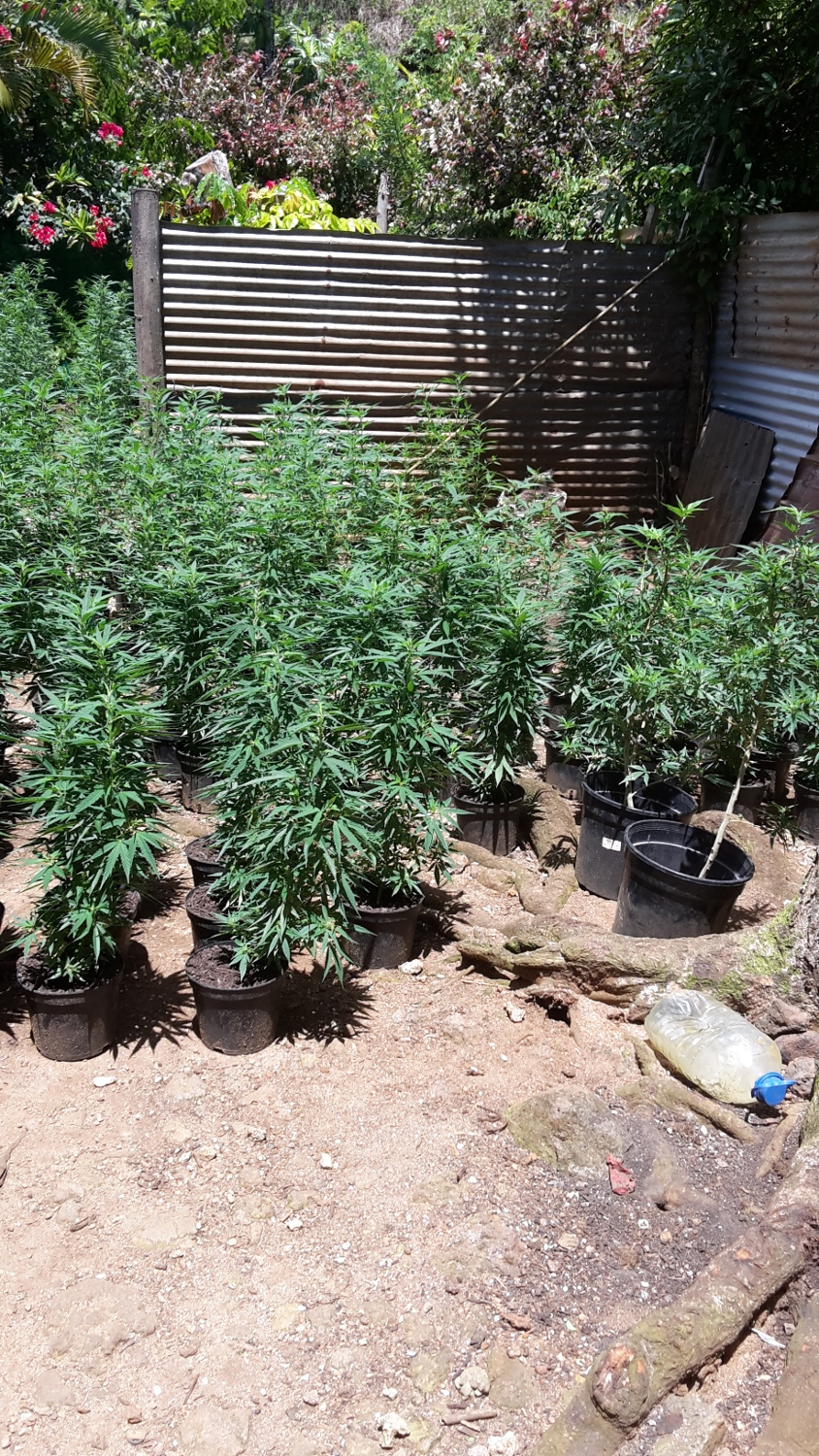 Une culture de 567 plants de pakalolo détruite à Huahine