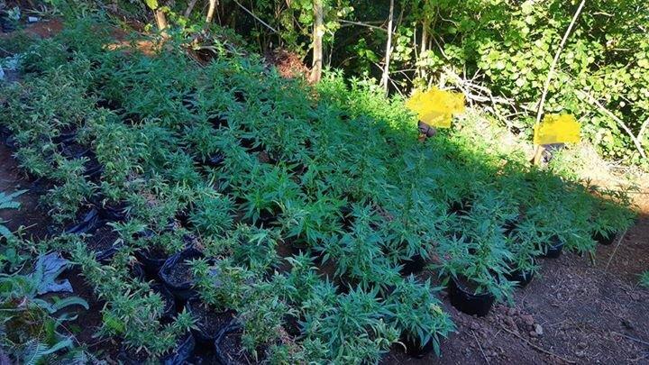 Il cultivait son paka sur les hauteurs de Teroma (Màj)