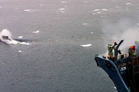 Partisans et adversaires de la chasse à la baleine affichent leur fermeté