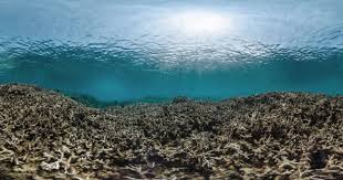 Les coraux continuent de mourir dans la Grande barrière australienne