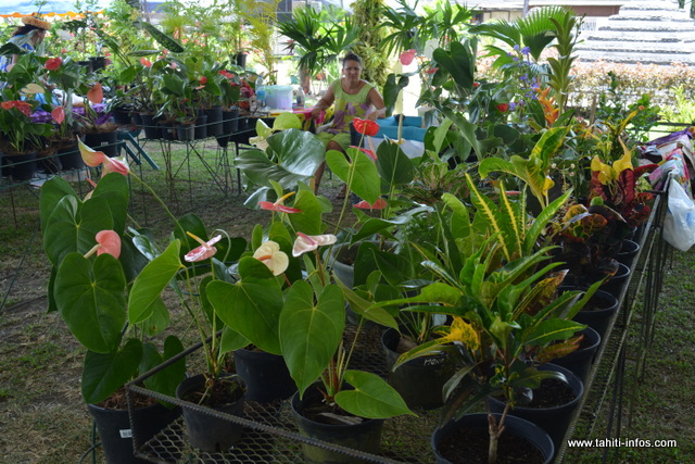 Plusieurs variétés de fleurs sont exposées : orchidées, torches noires, anthurium, porte-bonheurs…