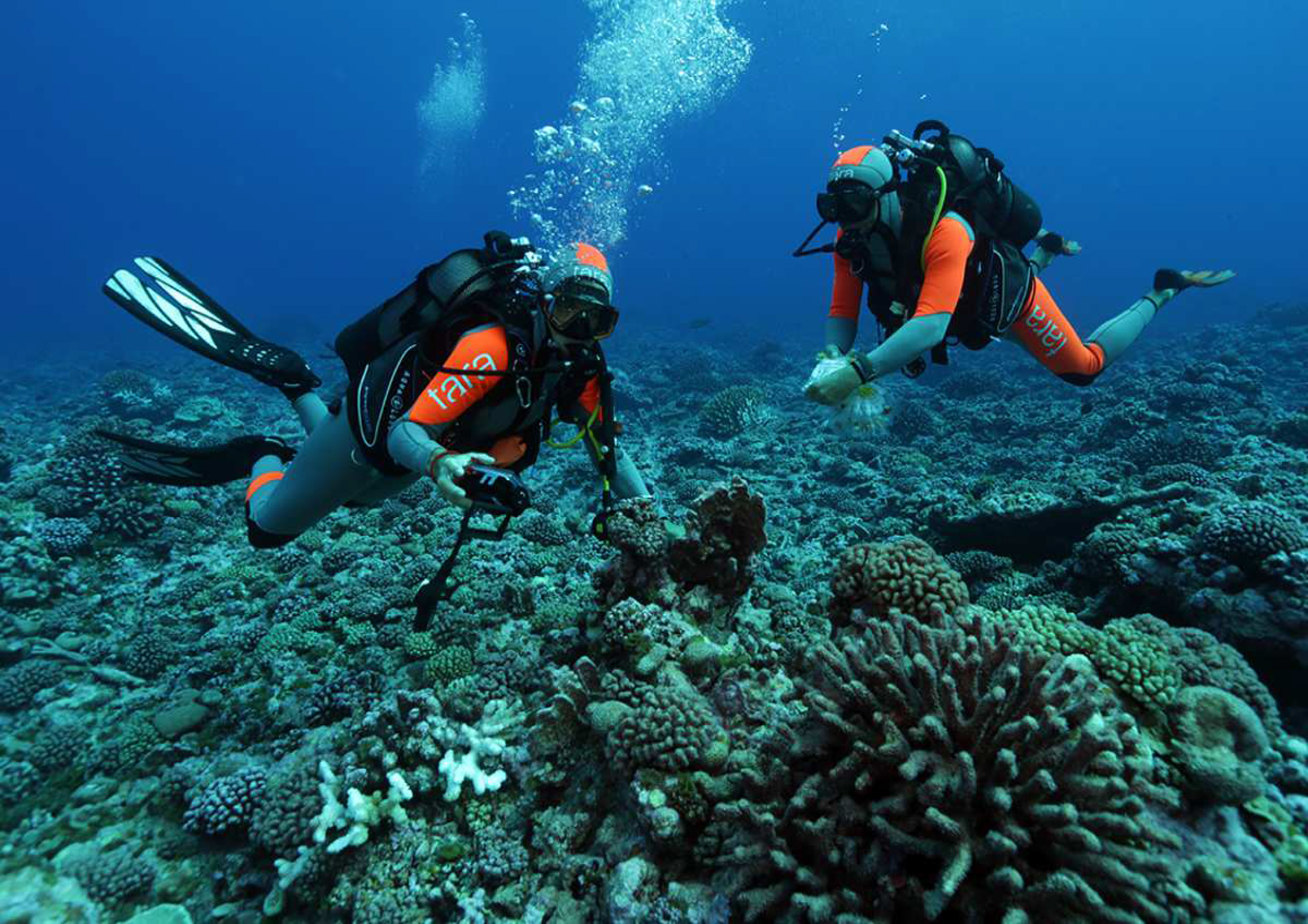 Les Dr. Laetitia Hedouin et David Monmarche, jeunes chercheurs du Criobe seront également décorés pour leur implication dans la recherche en biologie marine.