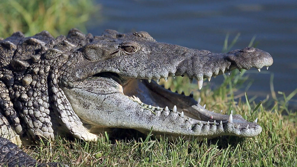 Le débat sur la chasse au crocodile géant ressurgit en Australie