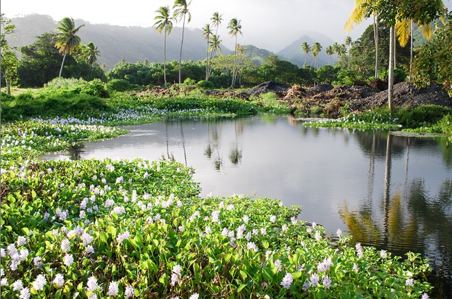 La source Vaiuriri au PK 47,5 à Mataiea. Photo Tahiti Heritage
