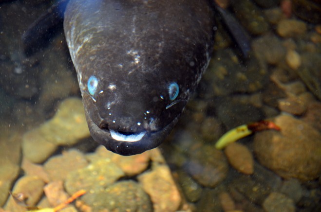 Anguille à oreilles de la Vaihiria. Photo DN