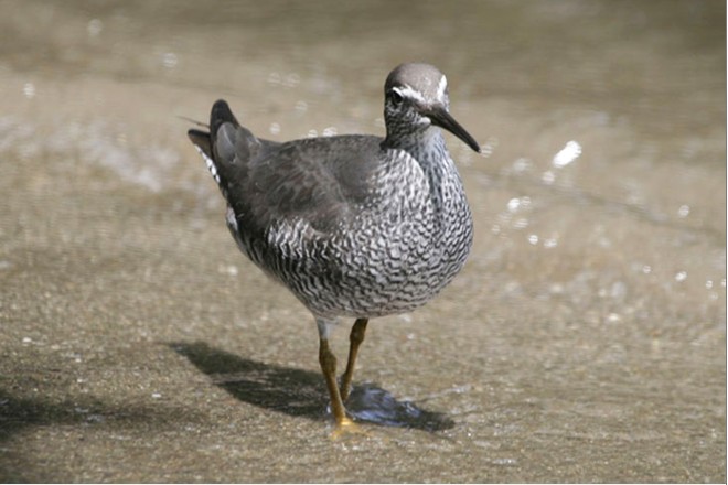 Uriri ou Chevalier errant. Photo SOP Manu / Thomas Ghestemme