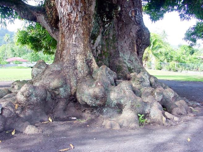 Les racines du vieux manguier en 2002 et en 2003 lors des premières attaques à la tronçonneuse. Photo Tahiti Heritage