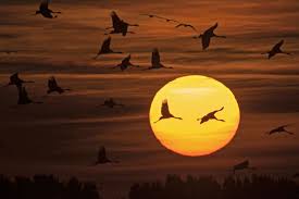 Le réchauffement perturbe quasiment tous les aspects de la vie sur Terre