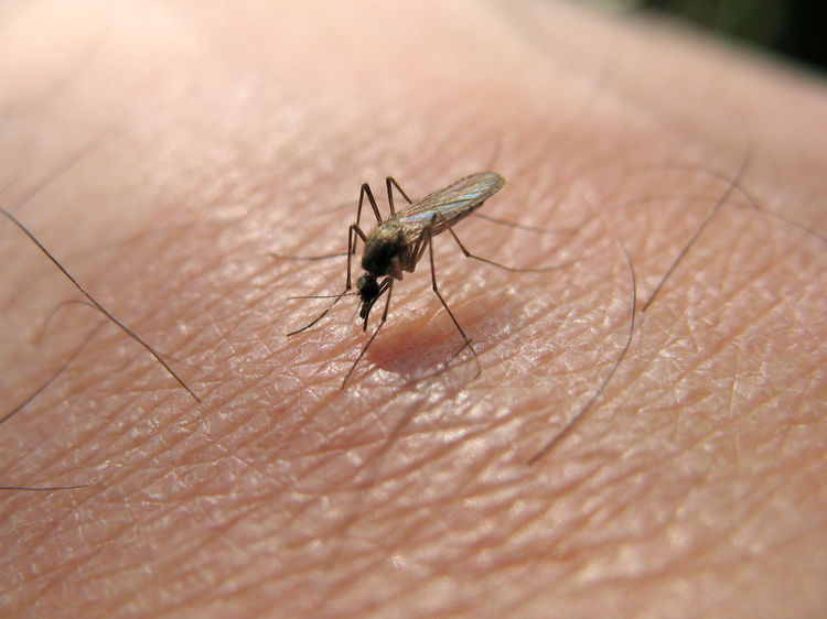 Le virus du Nil occidental pourrait être plus mortel qu'estimé