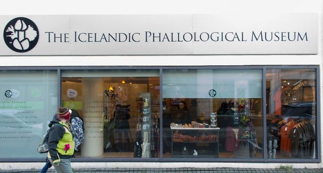 Au musée du phallus de Reykjavik, le pénis sous toutes ses formes