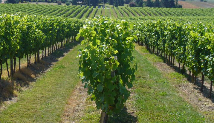 La vigne française obligée de s'adapter aux bouleversements climatiques