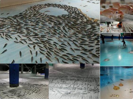 Au Japon, haro sur une patinoire avec vue sur 5.000 poissons congelés