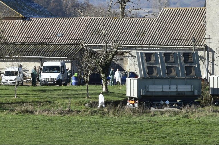 Grippe aviaire: 18.000 canards abattus dans le Tarn, un cas dans les Hautes-Pyrénées