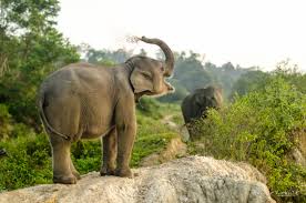 A Sumatra, des éléphants patrouillent en forêt pour sauver leurs cousins sauvages