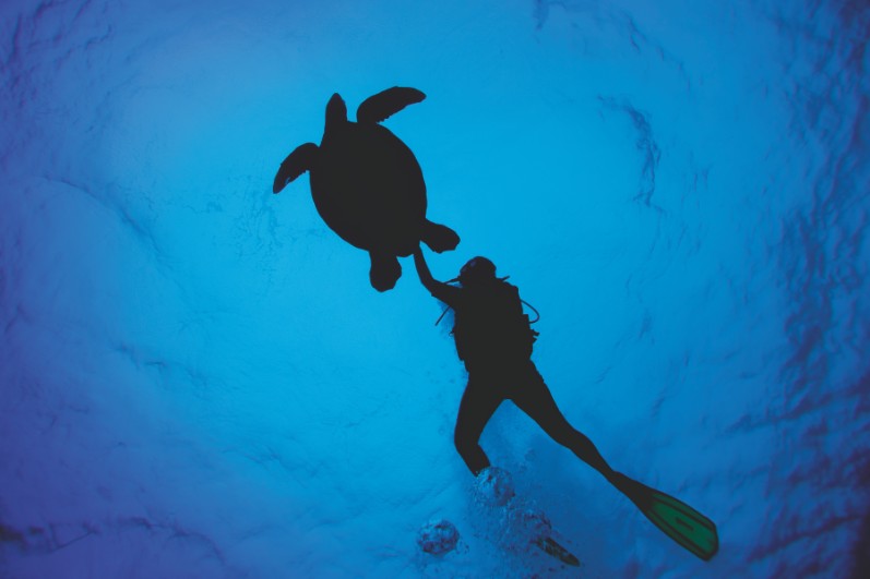 Les plongeurs sous-marins trouveront leur bonheur aux îles Cook. Quant aux amateurs de baleines, de juillet à novembre, ils se régalent chaque année !