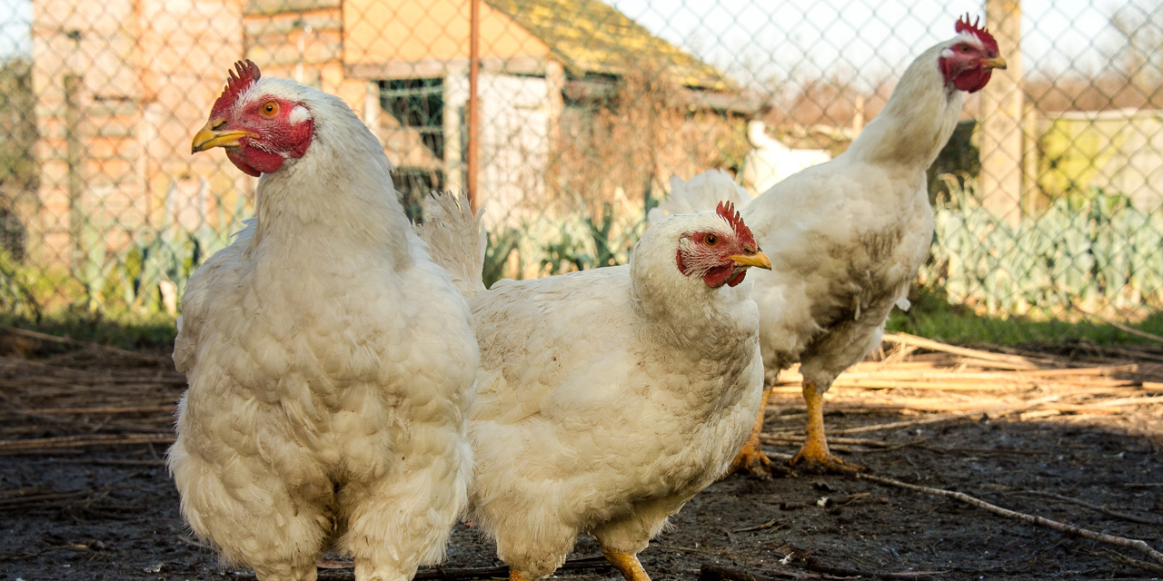 Grippe aviaire: sept foyers confirmés au total dans le Tarn