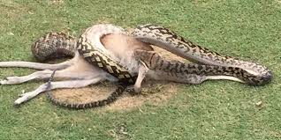 Australie : un python gobe un wallaby sur un parcours de golf
