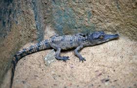 Oscar, bébé crocodile nain du zoo de Mulhouse: un mois et déjà chasseur