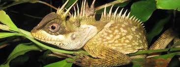 Un serpent arc-en-ciel et un lézard dragon, "nouvelles" espèces de la région du Grand Mékong