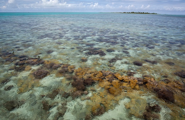 Agence française de la biodiversité : la Polynésie française sera représentée