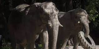 Au Vietnam, une poignée d'éléphants pour sauver l'espèce