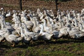 Grippe aviaire: 83 cas recensés dans les élevages du Sud-Ouest, le Gers le plus touché