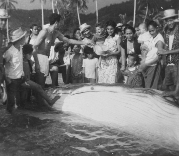 Partage de la baleine à Rurutu dans les années 50
