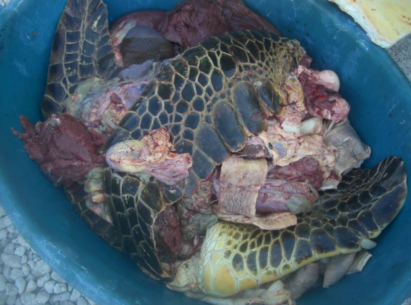 Les tortues braconnées pesaient entre 150 et 180 kilos. L'espèce est protégée. La viande saisie a été détruite.