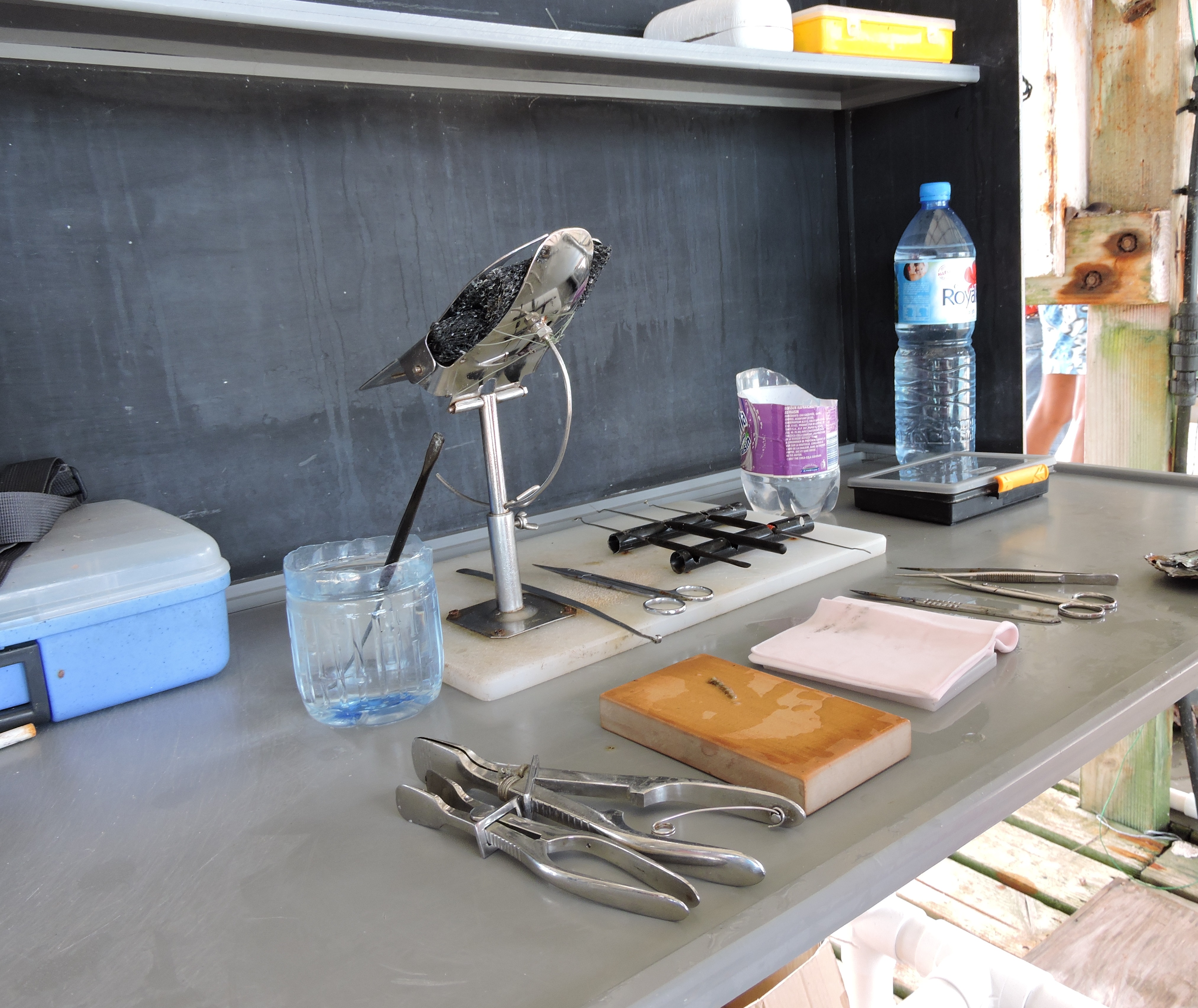 Le lagon de Takaroa toujours touché par les algues