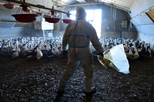 Grippe aviaire: dans le Gers, le désarroi d'une famille d'éleveurs