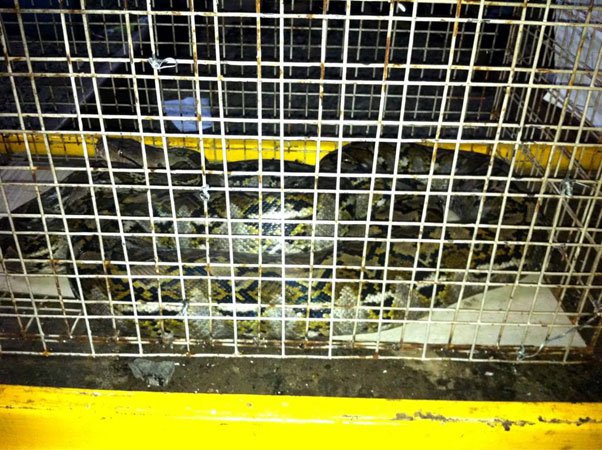 Un vol d'Emirates annulé à cause d'un serpent