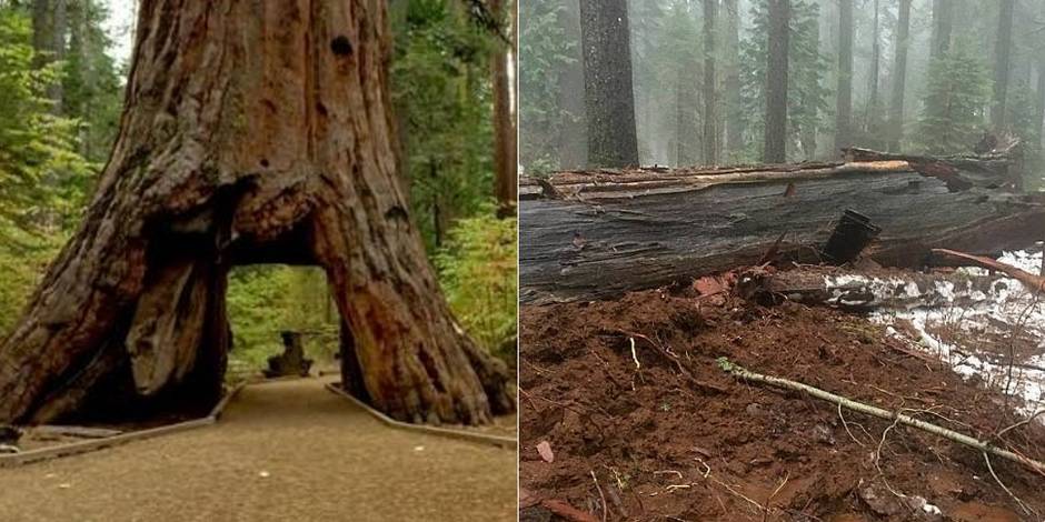 La tempête en Californie fatale à un séquoia géant emblématique