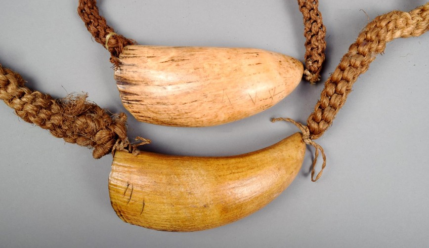 A l’époque de l’installation de Savage aux Fidji, deux choses avaient de l’importance pour les clans : les armes à feu des Européens et les dents de cachalot que leur fournissaient les baleiniers.