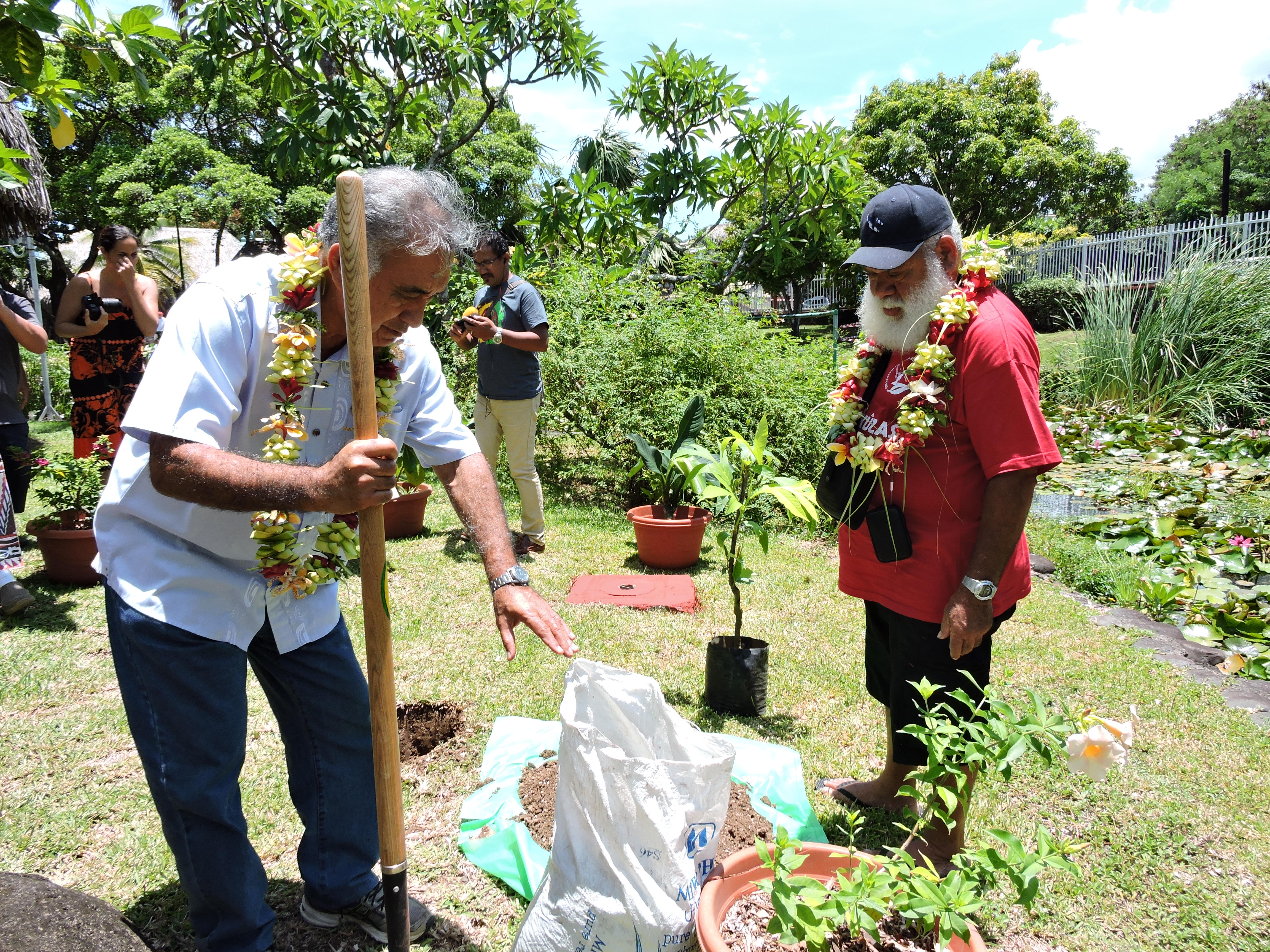Les deux élus ont planté un pied de 'uru dans les jardins de la mairie de Faa'a.