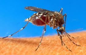 Epidémie de dengue déclarée en Nouvelle-Calédonie