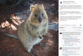 La police australienne recherche Steve, marsupial en cavale
