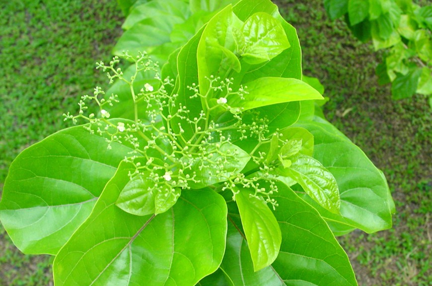 3.	Minuscules fleurs blanches de l’Avaro