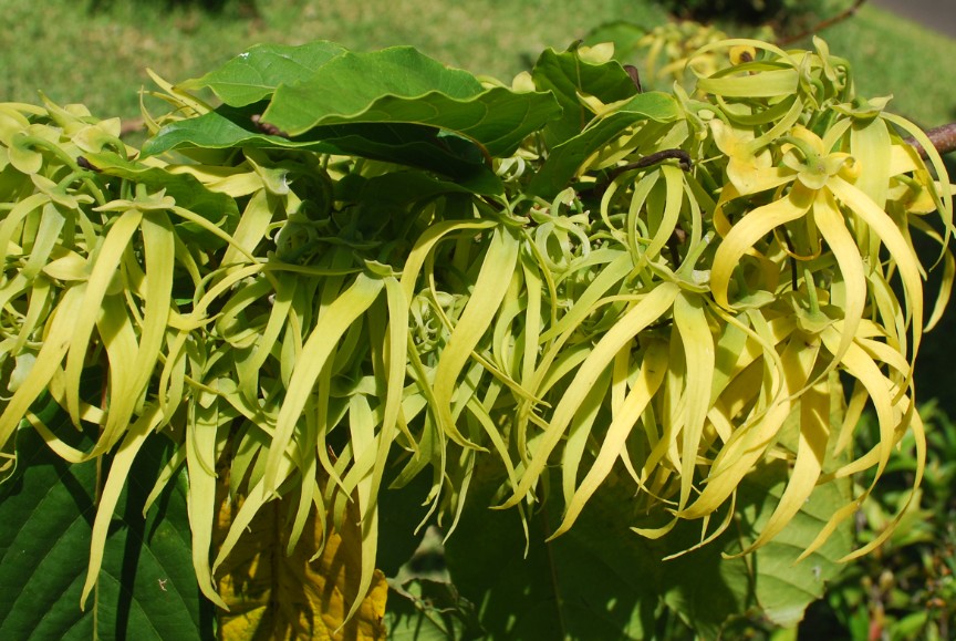 4.	Grappes de fleurs jaunes verdâtres de ylang-ylang