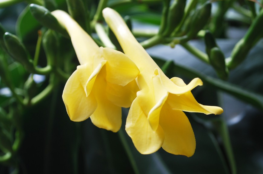 5.	Fleurs parfumées en forme d’entonnoir du pua