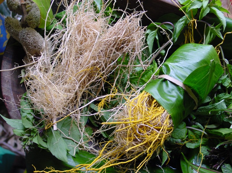 6.	Racines de vétiver, natures et teintées avec du rea tahiti (curcuma)